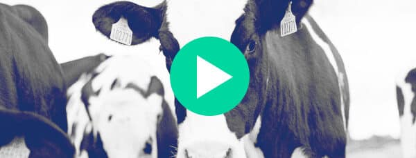 How we built it: Connecting cows with LPWAN technology | IoT Insider Podcast Episode 29